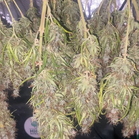Joana #2 growlog timeline photo