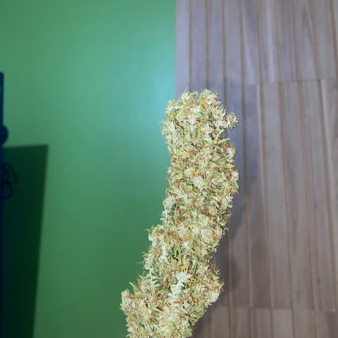 Joana #2 growlog timeline photo