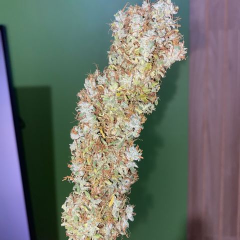 Joana #2 growlog timeline photo
