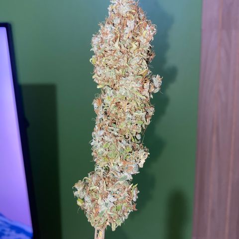 Joana #2 growlog timeline photo