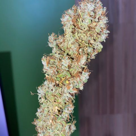 Joana #2 growlog timeline photo