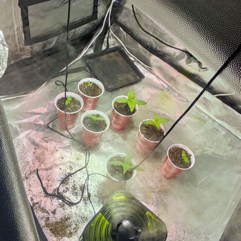 Gorilla Glue #4 growlog timeline photo
