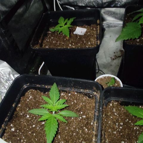 Gorilla Glue #4 growlog timeline photo