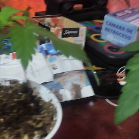 Gorilla Glue #4 growlog timeline photo