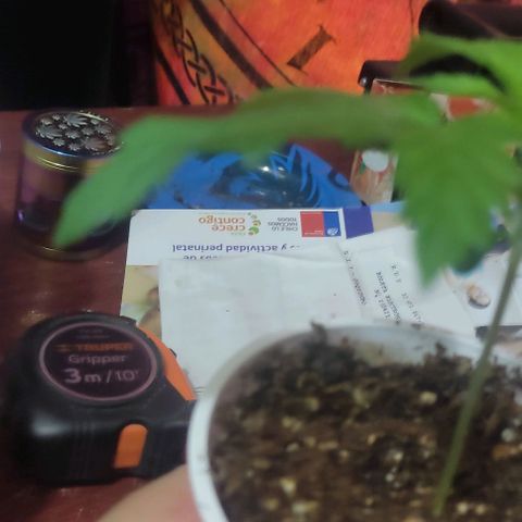 Gorilla Glue #4 growlog timeline photo
