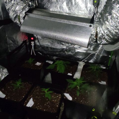 Gorilla Glue #4 growlog timeline photo