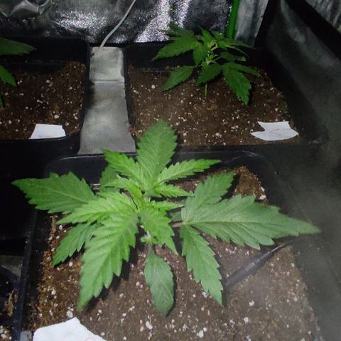Gorilla Glue #4 growlog timeline photo