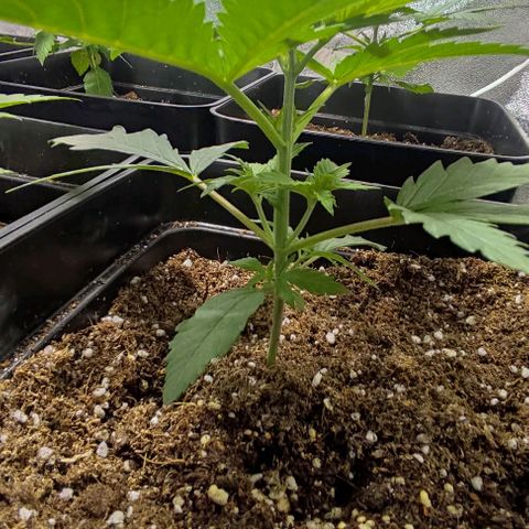 Gorilla Glue #4 growlog timeline photo