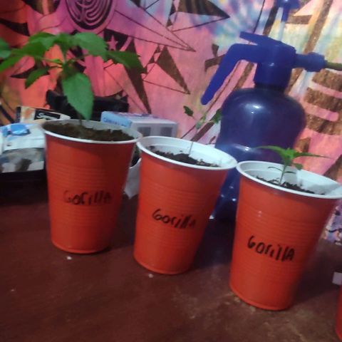 Gorilla Glue #4 growlog timeline photo