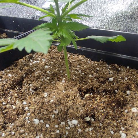Gorilla Glue #4 growlog timeline photo