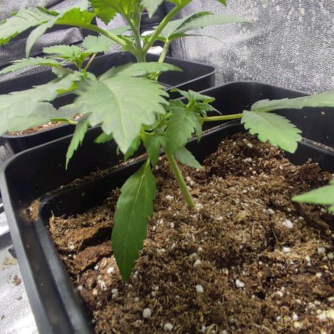 Gorilla Glue #4 growlog timeline photo
