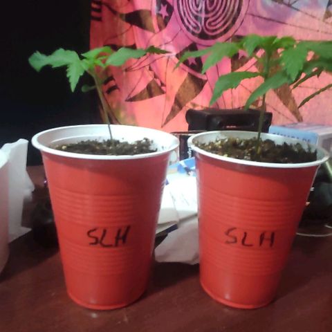 Gorilla Glue #4 growlog timeline photo