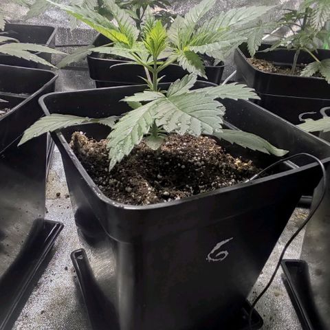 Gorilla Glue #4 growlog timeline photo