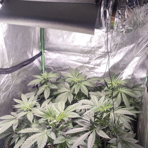 Gorilla Glue #4 growlog timeline photo