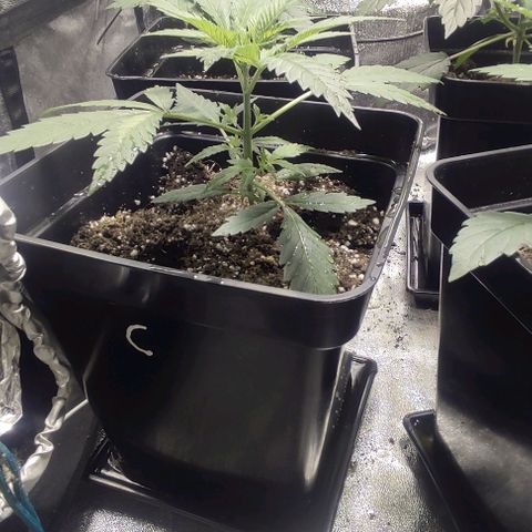 Gorilla Glue #4 growlog timeline photo