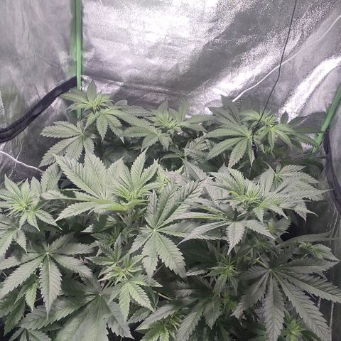 Gorilla Glue #4 growlog timeline photo