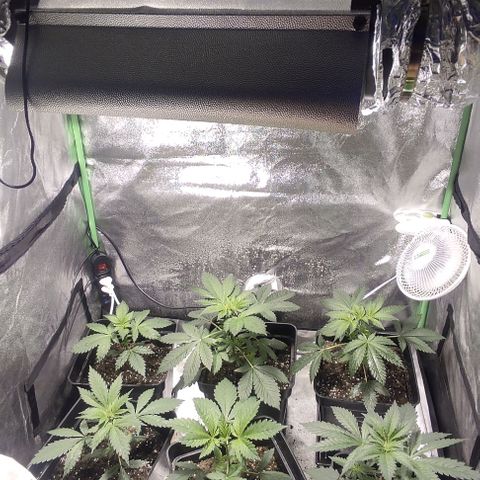 Gorilla Glue #4 growlog timeline photo