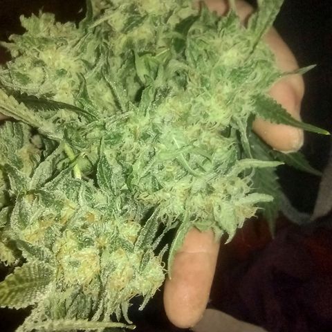 Gorilla Glue #4 growlog timeline photo