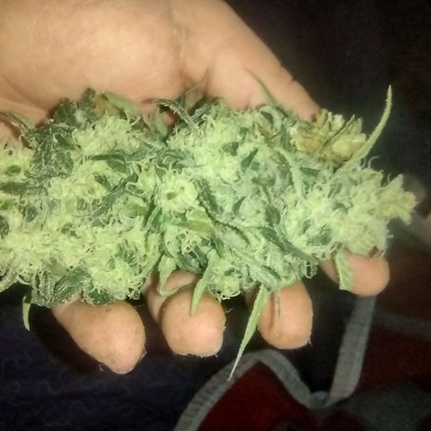 Critical +2 growlog timeline photo