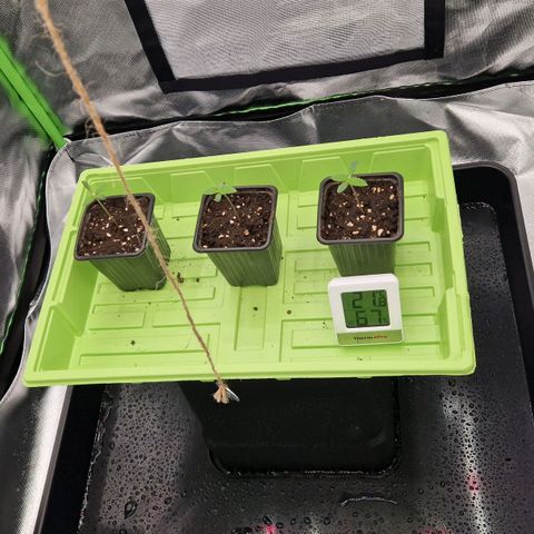 Sherbet Queen growlog timeline photo