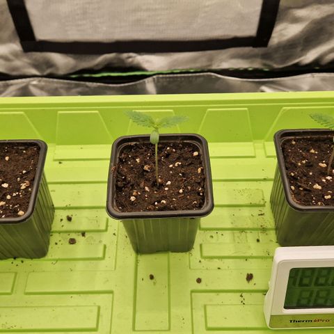 Sherbet Queen growlog timeline photo