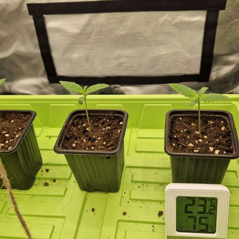 Sherbet Queen growlog timeline photo