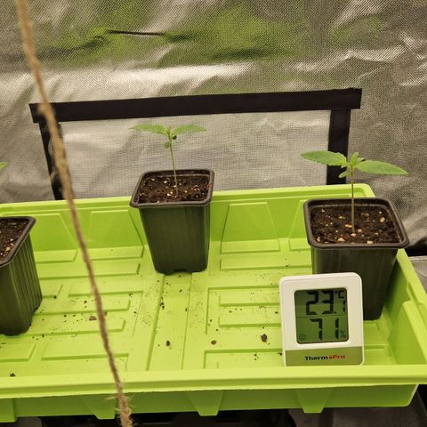 Sherbet Queen growlog timeline photo