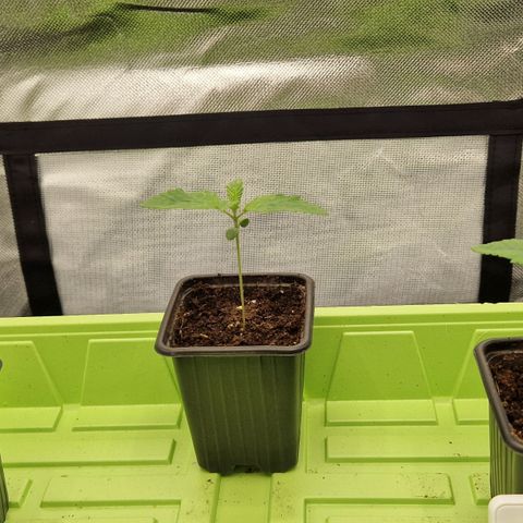 Sherbet Queen growlog timeline photo