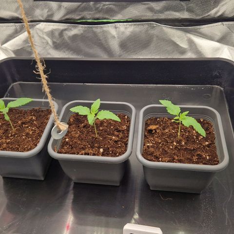 Sherbet Queen growlog timeline photo