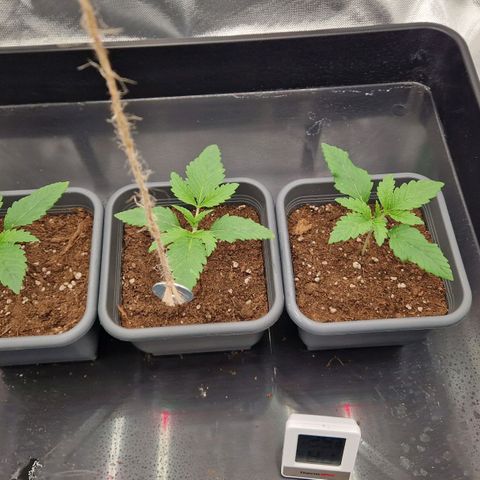 Sherbet Queen growlog timeline photo