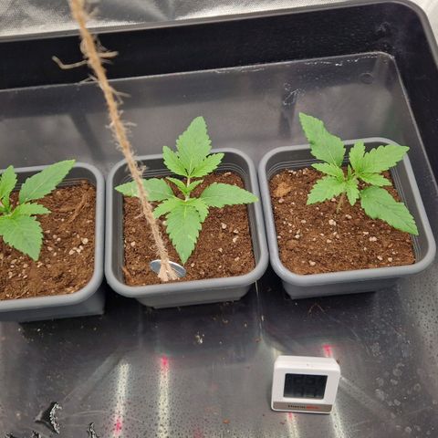 Sherbet Queen growlog timeline photo