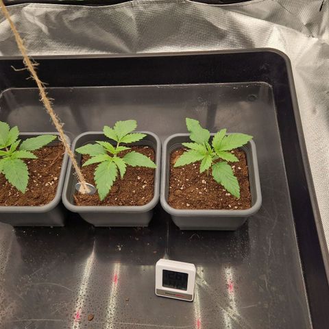 Sherbet Queen growlog timeline photo