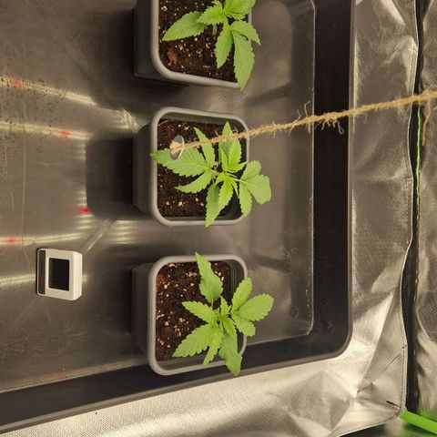 Sherbet Queen growlog timeline photo