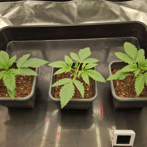 Sherbet Queen growlog timeline photo