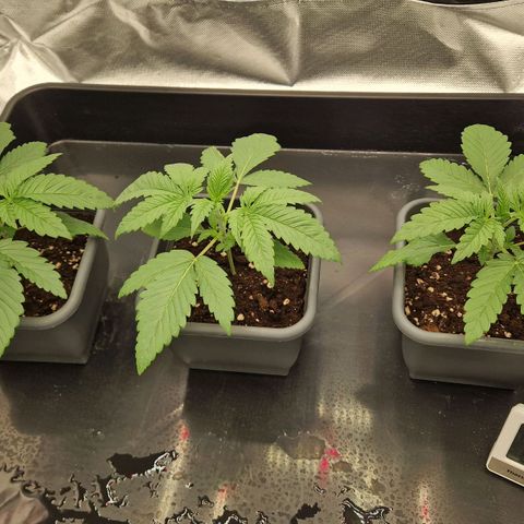 Sherbet Queen growlog timeline photo