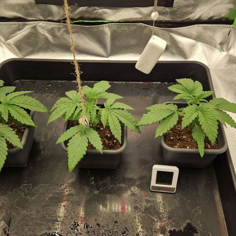Sherbet Queen growlog timeline photo