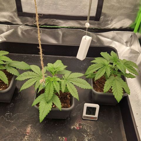 Sherbet Queen growlog timeline photo