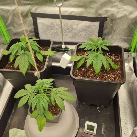 Sherbet Queen growlog timeline photo