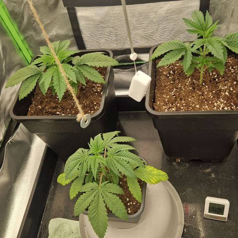 Sherbet Queen growlog timeline photo