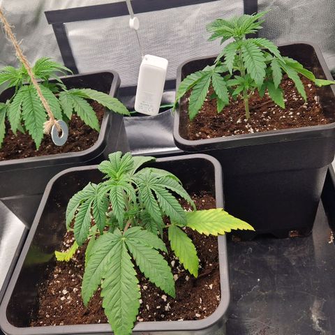 Sherbet Queen growlog timeline photo