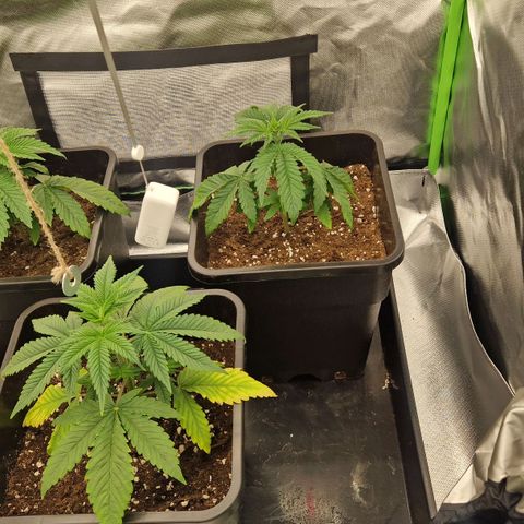 Sherbet Queen growlog timeline photo