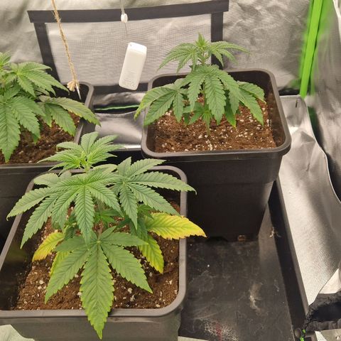 Sherbet Queen growlog timeline photo