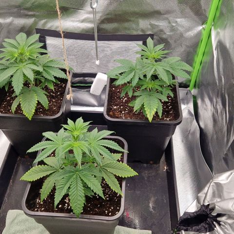 Sherbet Queen growlog timeline photo