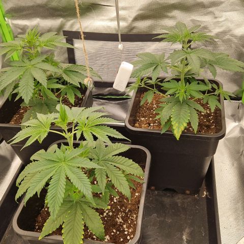 Sherbet Queen growlog timeline photo