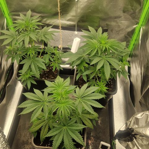 Sherbet Queen growlog timeline photo