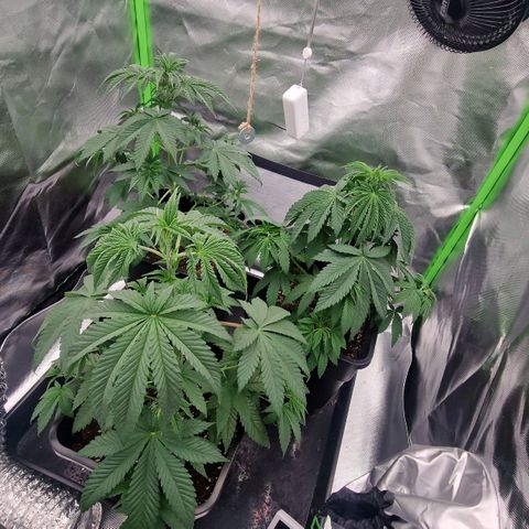 Sherbet Queen growlog timeline photo
