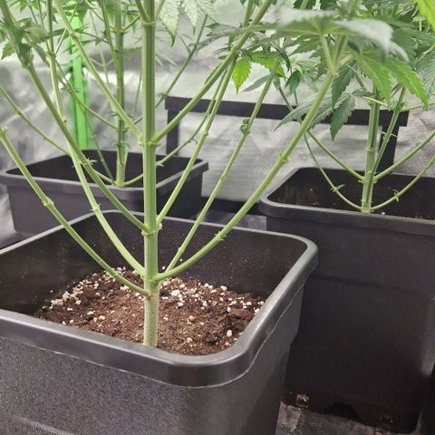 Sherbet Queen growlog timeline photo