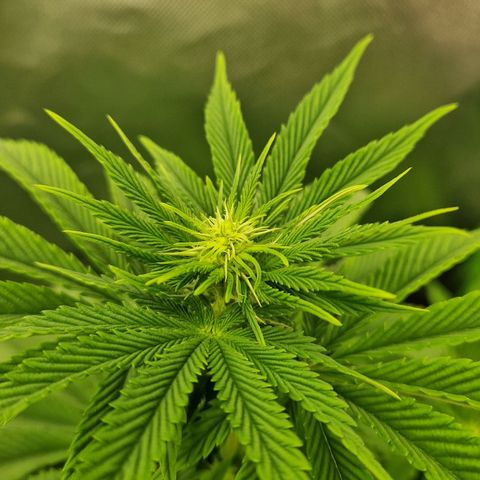Sherbet Queen growlog timeline photo