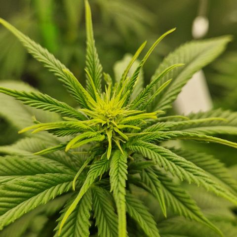 Sherbet Queen growlog timeline photo