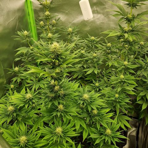 Sherbet Queen growlog timeline photo